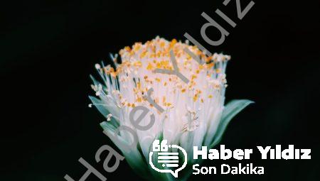 BİLSEM’in Avantajları