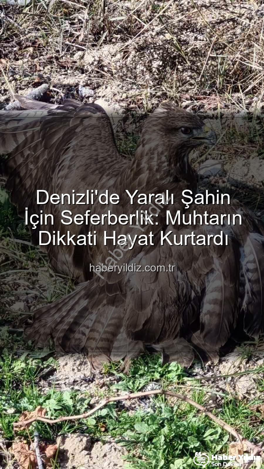 Denizli'de yaralı şahin - Denizli'de Yaralı Şahin İçin Seferberlik: Muhtarın Dikkati Hayat Kurtardı