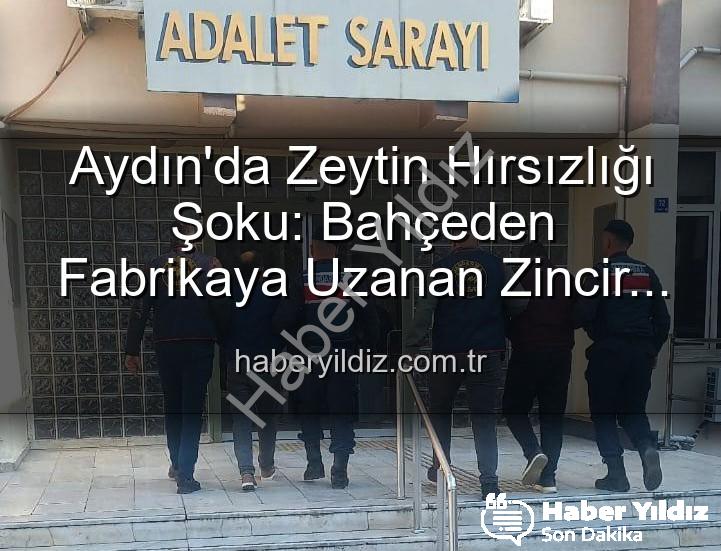 zeytin hırsızlığı - Aydın'da Zeytin Hırsızlığı Şoku: Bahçeden Fabrikaya Uzanan Zincir Kırıldı, 2 Şüpheli Yakalandı