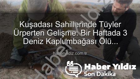 Kuşadası Sahillerinde Tüyler Ürperten Gelişme: Bir Haftada 3 Deniz Kaplumbağası Ölü Bulundu