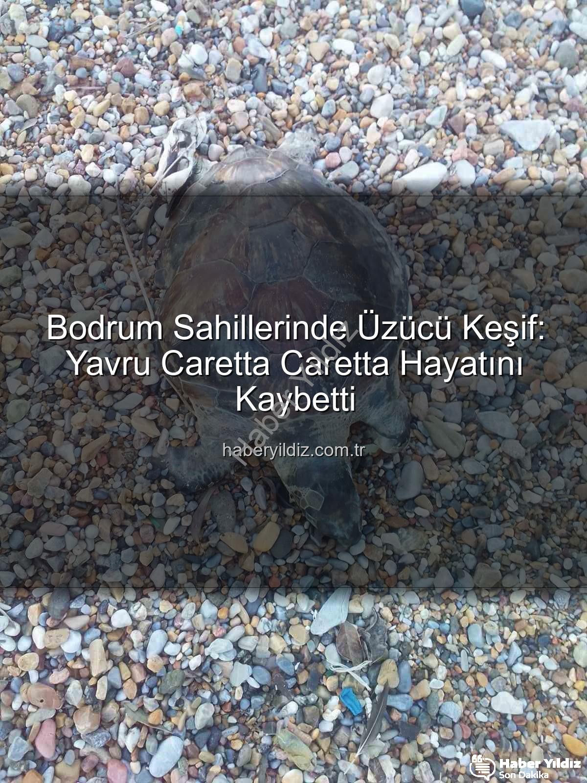 yavru caretta caretta - Bodrum Sahillerinde Üzücü Keşif: Yavru Caretta Caretta Hayatını Kaybetti