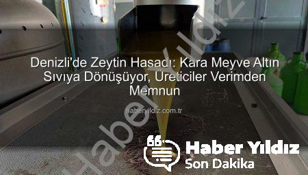 Denizli’de Zeytin Hasadı: Kara Meyve Altın Sıvıya Dönüşüyor, Üreticiler Verimden Memnun