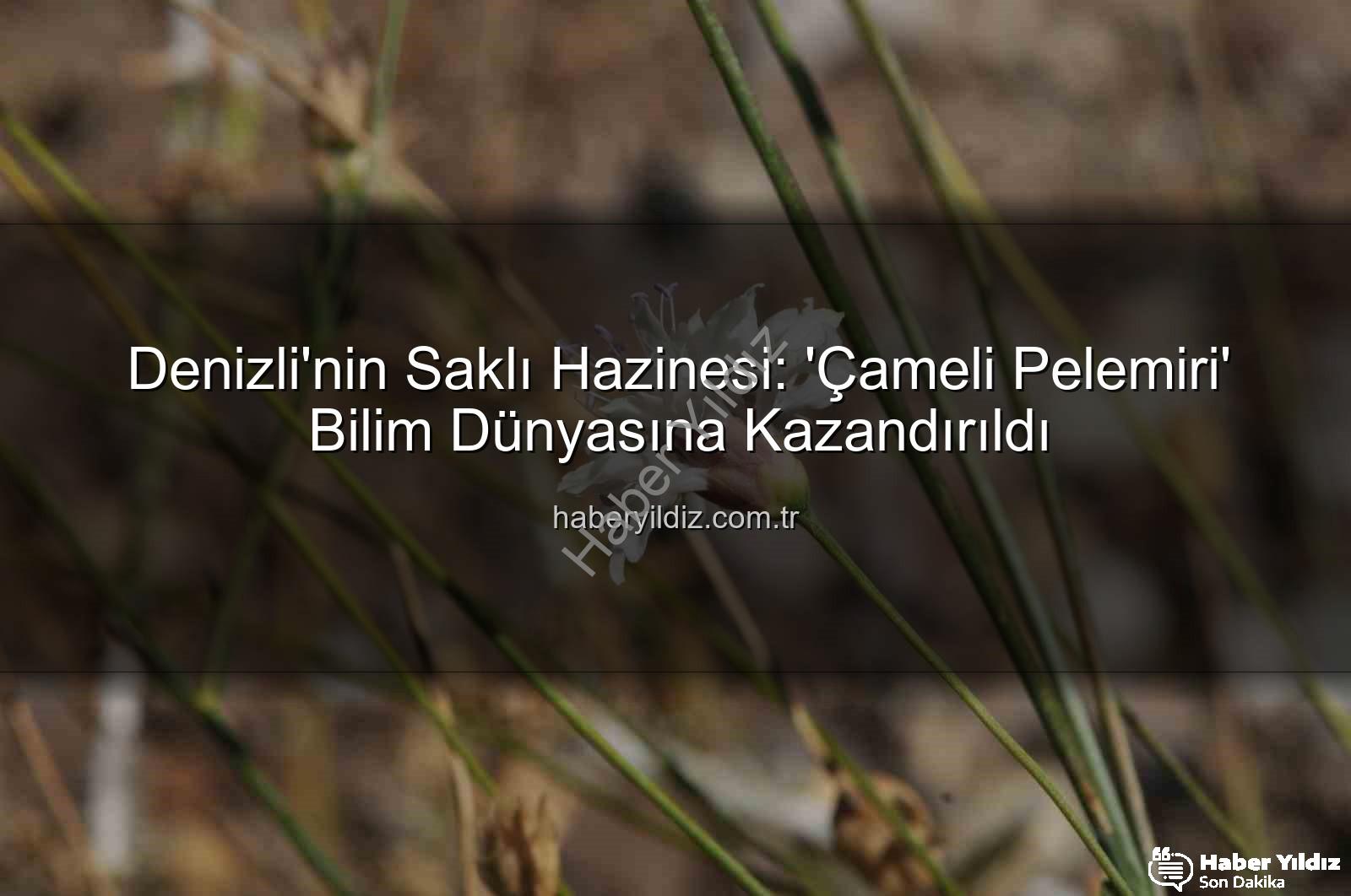 Çameli pelemiri - Denizli'nin Saklı Hazinesi: 'Çameli Pelemiri' Bilim Dünyasına Kazandırıldı