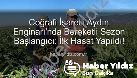 Coğrafi İşaretli Aydın Enginarı’nda Bereketli Sezon Başlangıcı: İlk Hasat Yapıldı!
