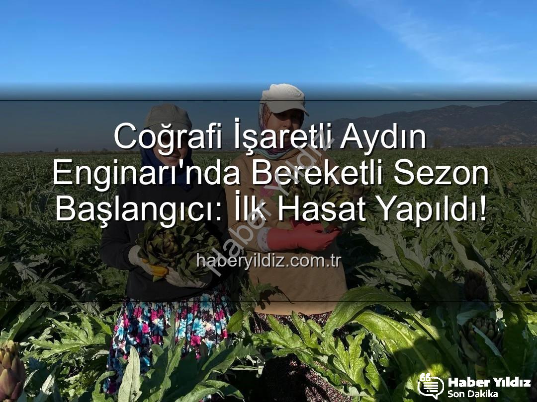 Aydın Enginarı - Coğrafi İşaretli Aydın Enginarı'nda Bereketli Sezon Başlangıcı: İlk Hasat Yapıldı!