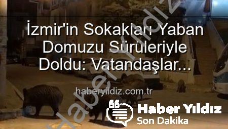 İzmir’in Sokakları Yaban Domuzu Sürüleriyle Doldu: Vatandaşlar Tedirgin, Yetkililere Çağrı Var