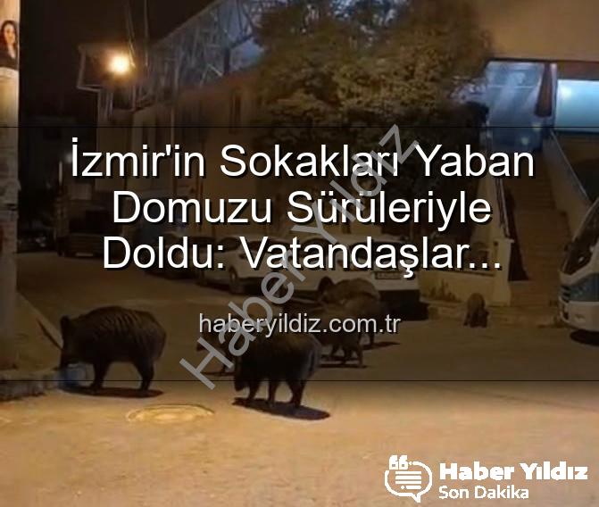 yaban domuzu - İzmir'in Sokakları Yaban Domuzu Sürüleriyle Doldu: Vatandaşlar Tedirgin, Yetkililere Çağrı Var